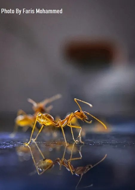 Homege for the insect